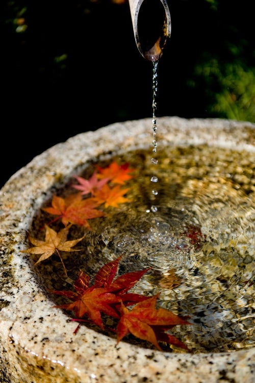 紅葉と水滴の写真