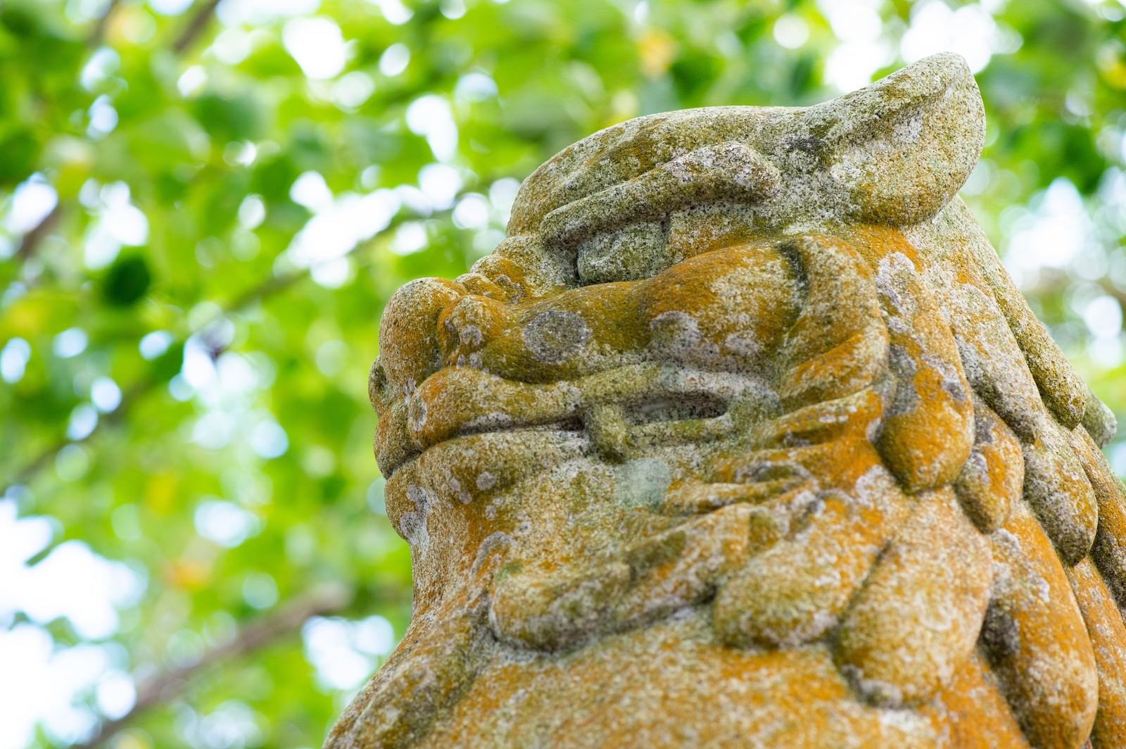 「玉前神社にある狛犬の表情（千葉県一宮町）」の写真