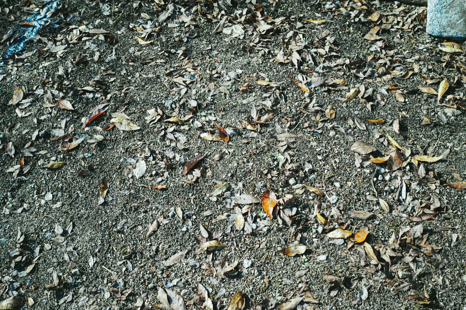 「地面に落ちた枯れ葉（テクスチャー）」の写真