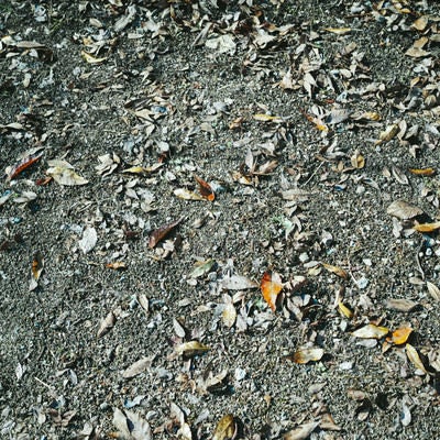 地面に落ちた枯れ葉（テクスチャー）の写真