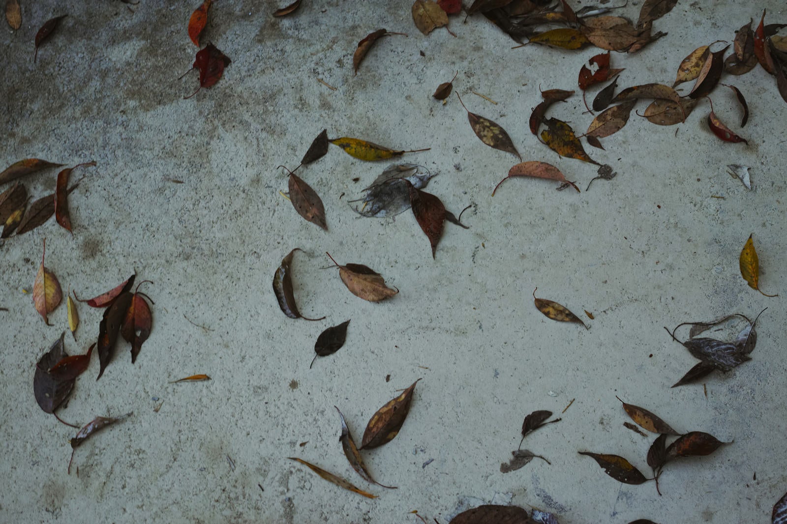 「コンクリートの地面に張り付いた落ち葉（テクスチャー）」の写真