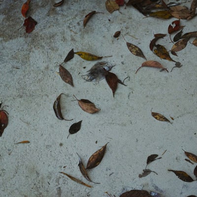 コンクリートの地面に張り付いた落ち葉（テクスチャー）の写真