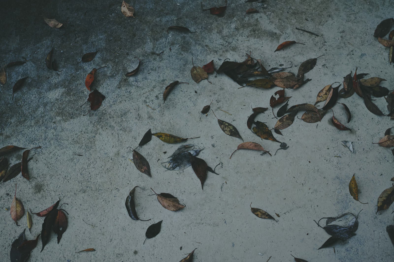 「コンクリートに落ちた枯れ葉（テクスチャー）」の写真