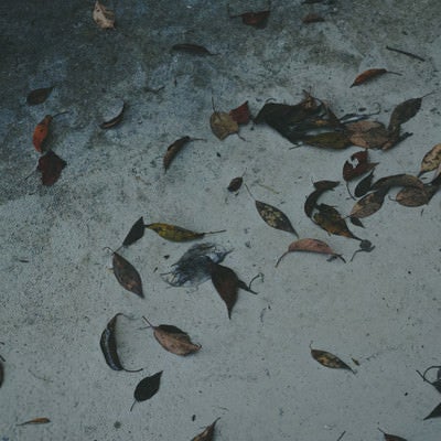 コンクリートに落ちた枯れ葉（テクスチャー）の写真
