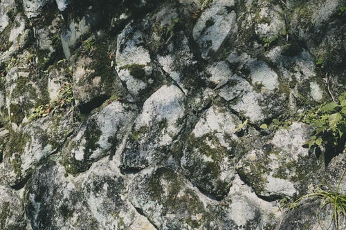 苔がこびりつく壁（テクスチャー）の写真