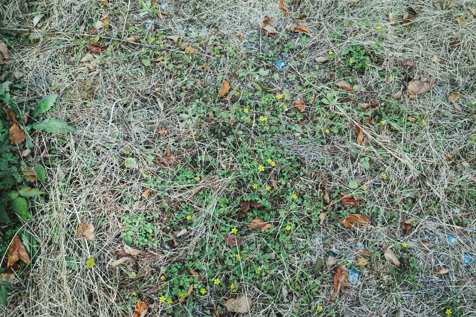 「枯れ葉散る地面と雑草（テクスチャー）」の写真