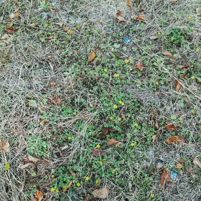 枯れ葉散る地面と雑草（テクスチャー）の写真