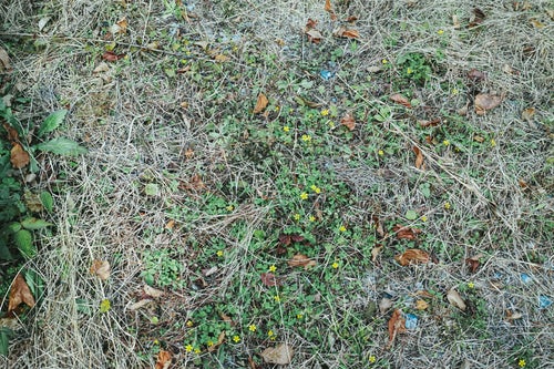 枯れ葉散る地面と雑草（テクスチャー）の写真
