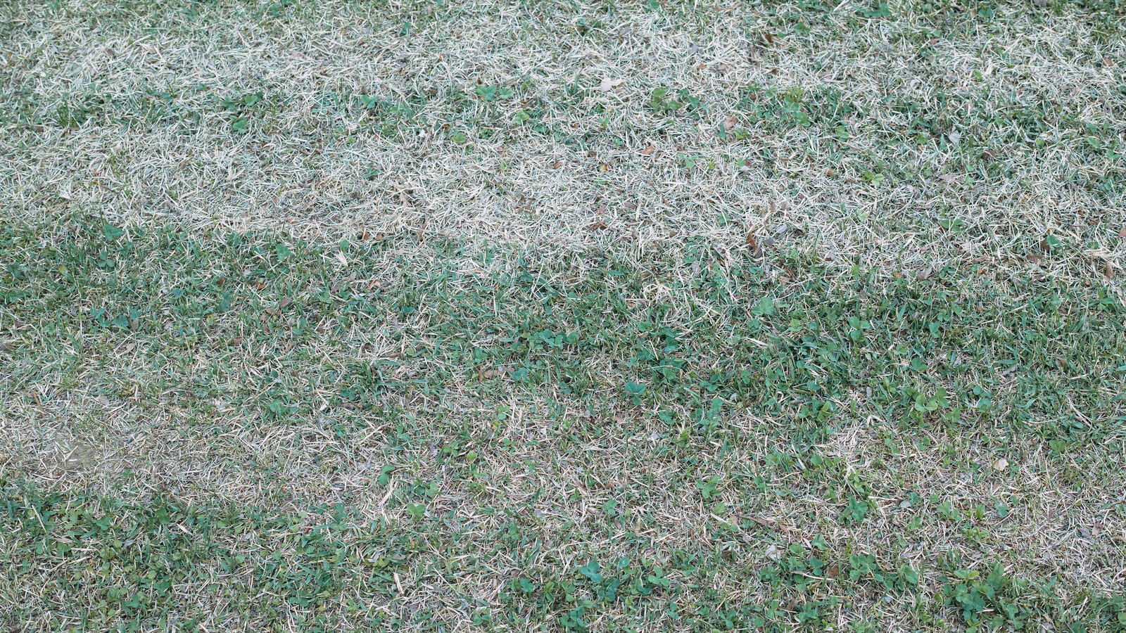 「二色のグラデーションが際立つ芝生」の写真