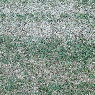 二色のグラデーションが際立つ芝生の写真