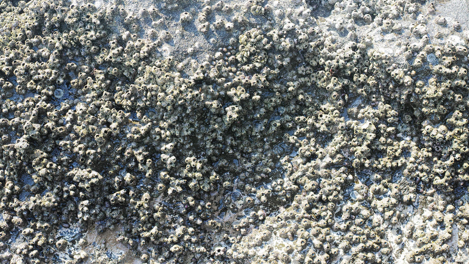 「風化したフジツボの残骸」の写真