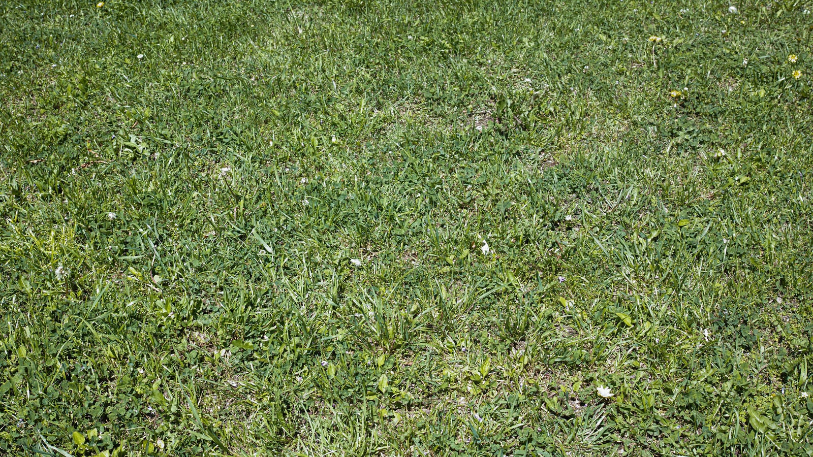 「手入れされた芝生のシンプルなテクスチャー」の写真
