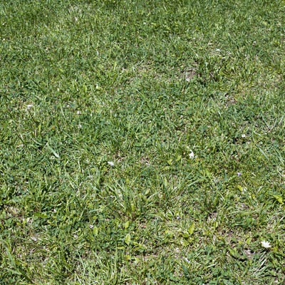 手入れされた芝生のシンプルなテクスチャーの写真