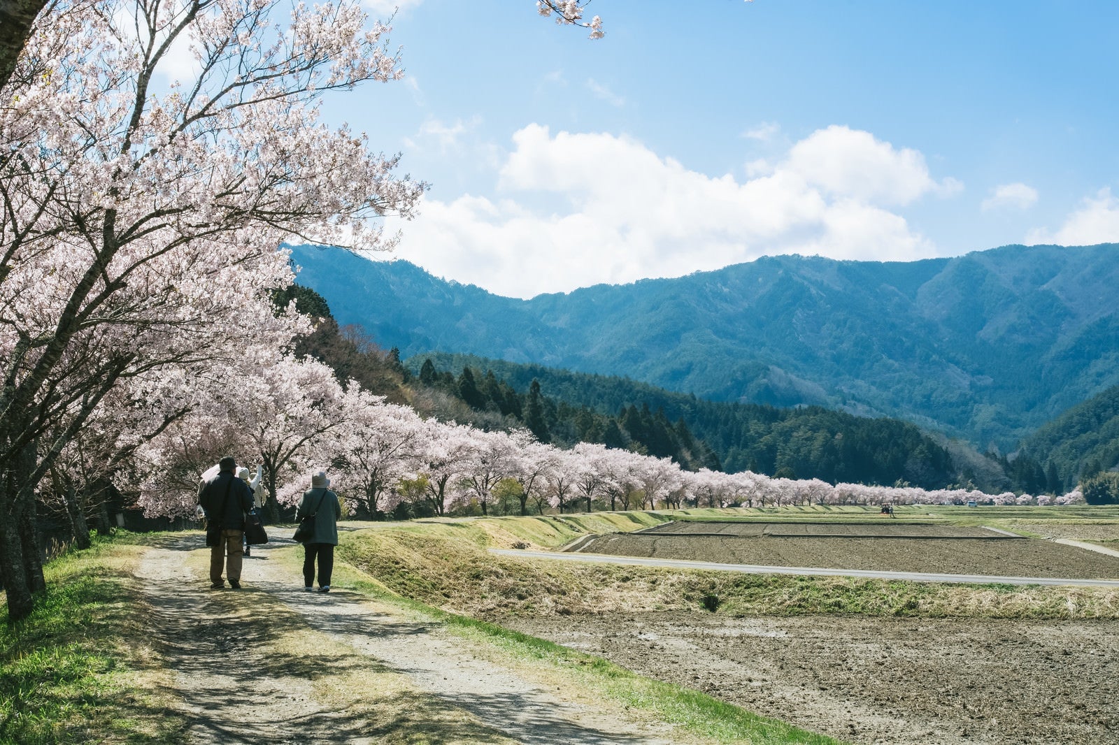 「桜並木を花見しながら歩く観光客」の写真