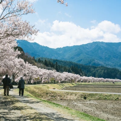 桜並木を花見しながら歩く観光客の写真