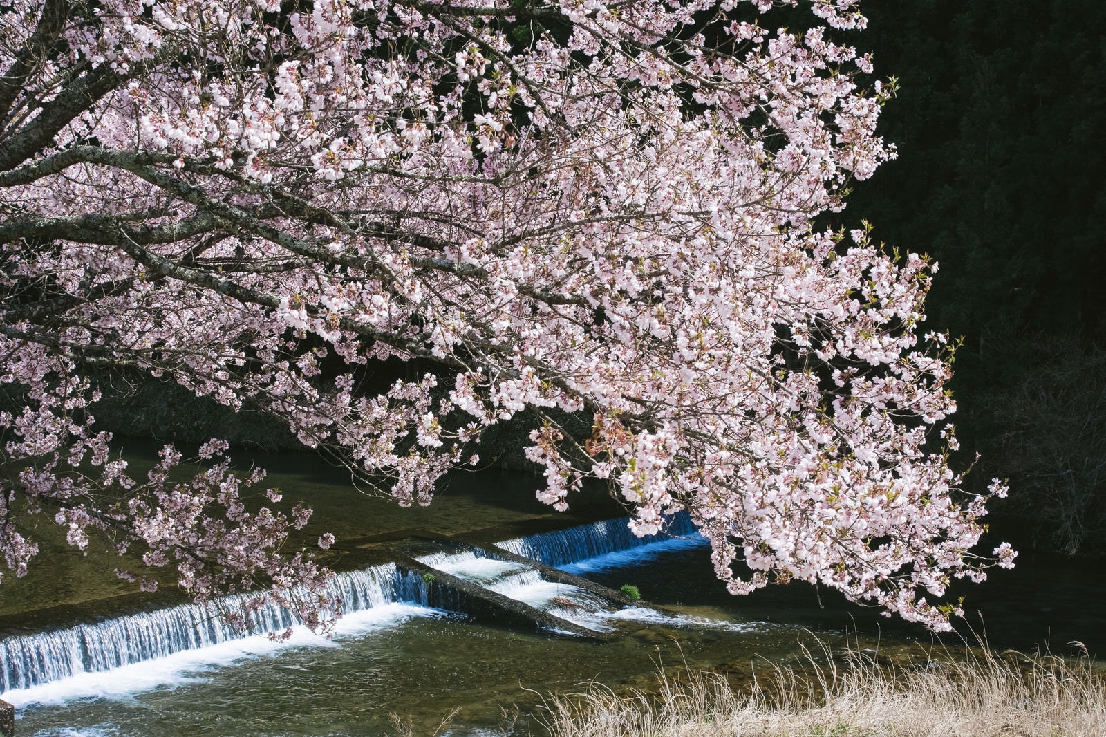 「名倉川とコヒガンザクラ」の写真