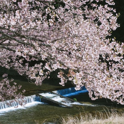 名倉川とコヒガンザクラの写真