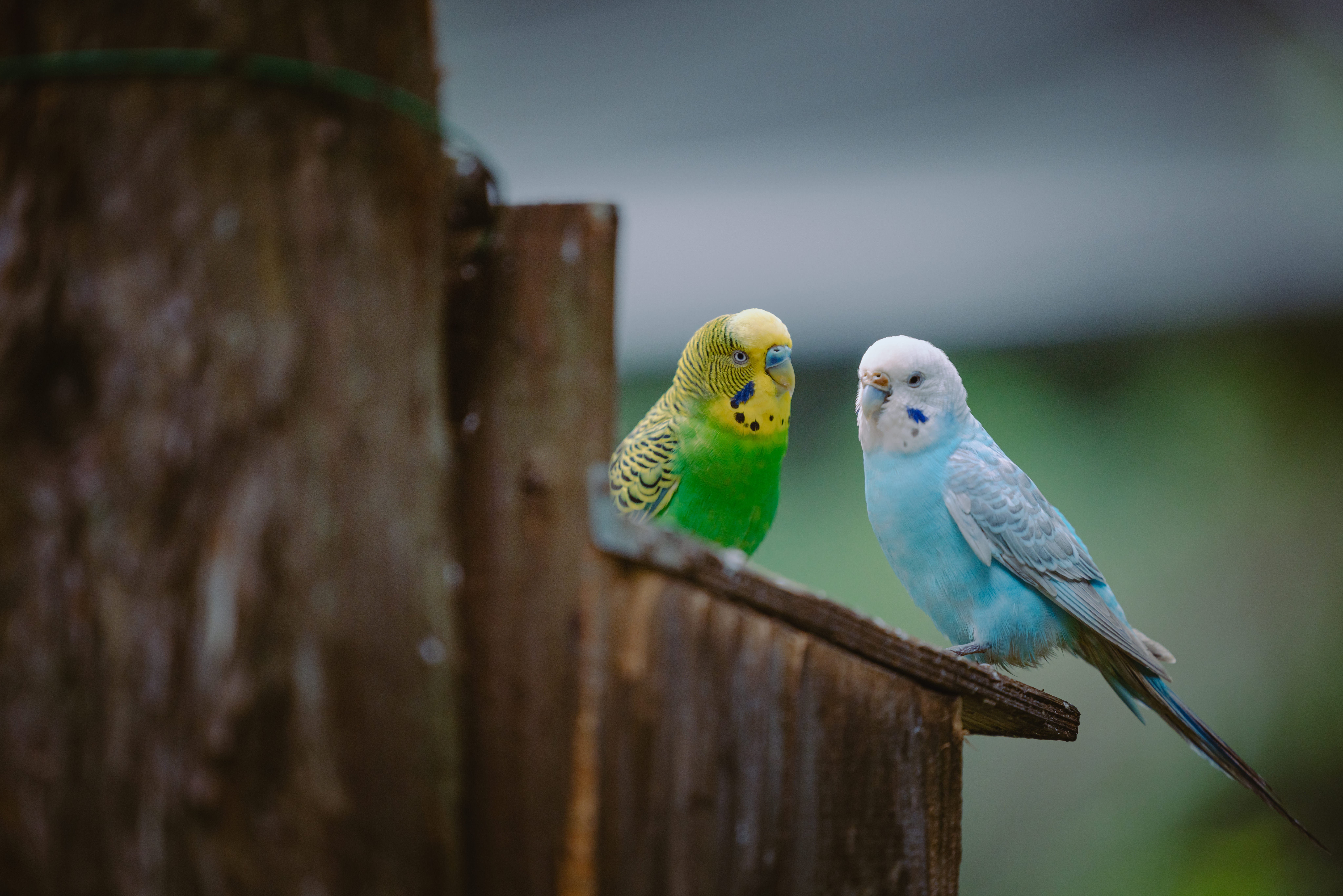 仲良しインコ ZSTKL1__50A8553.jpg?&download=1