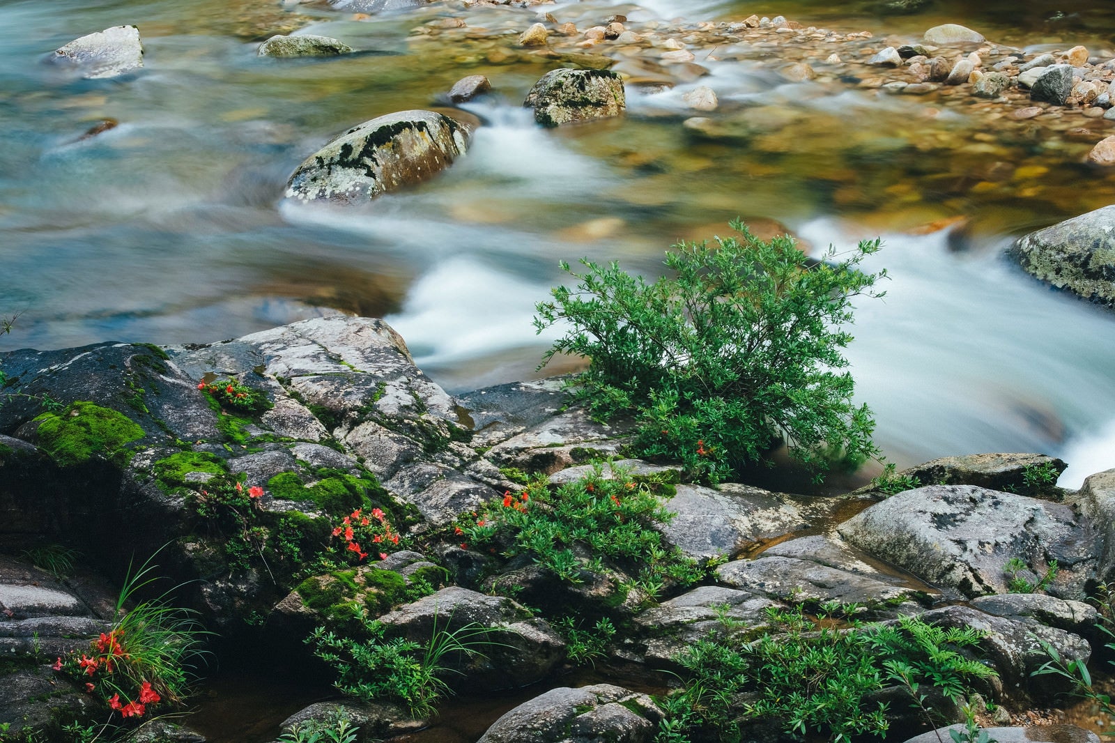 「岩つつじが咲く岩場と小戸名の渓流」の写真