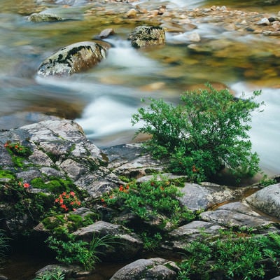 岩つつじが咲く岩場と小戸名の渓流の写真