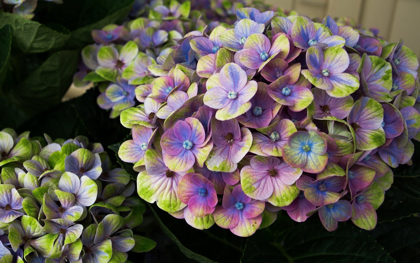 「不思議な色合いの紫陽花（マジカルコーラル）」の写真