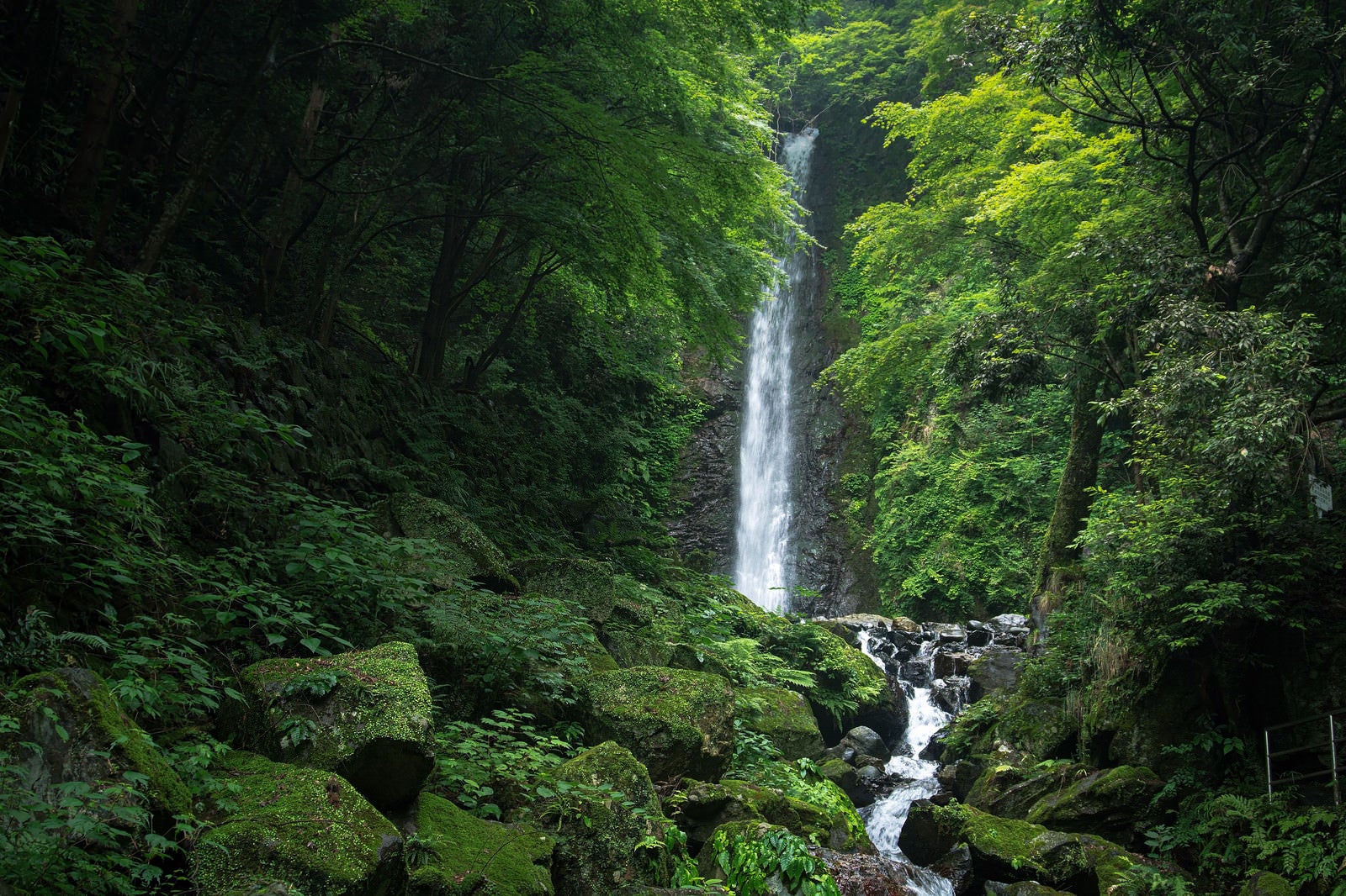 「新緑に囲まれた養老の滝」の写真