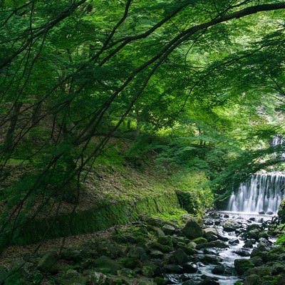 新緑の木々の下を流れる渓流の写真