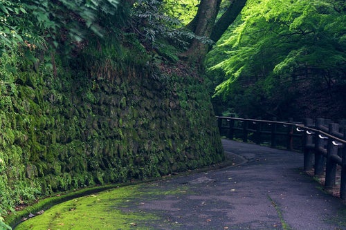 苔生す石積みの壁と遊歩道の写真