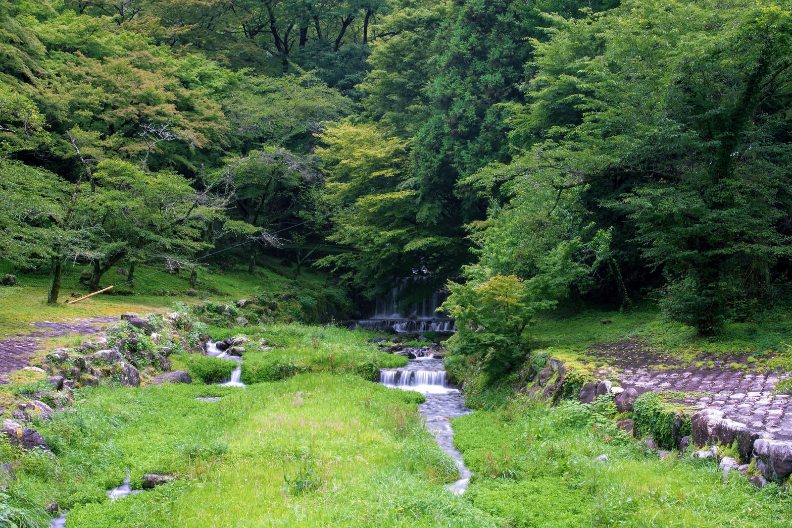 「新緑の森から続く小川」の写真