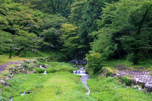 新緑の森から続く小川の写真