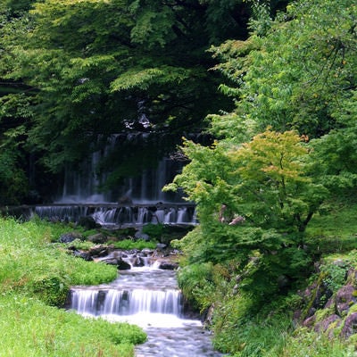 新緑の森から流れ落ちる滝の写真