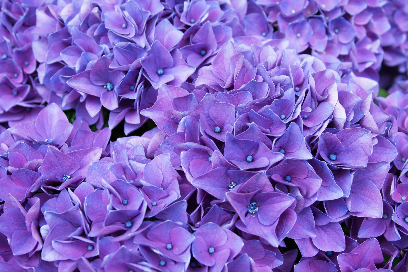 「満開の紫陽花（ハワイアングレープ）」の写真
