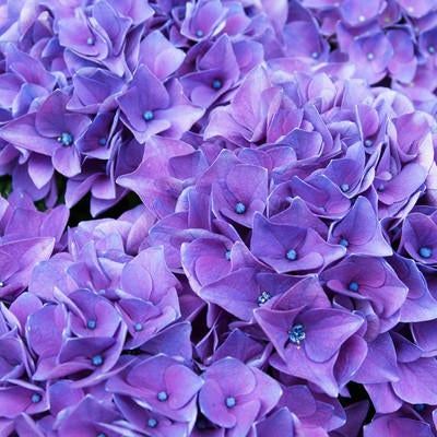 満開の紫陽花（ハワイアングレープ）の写真