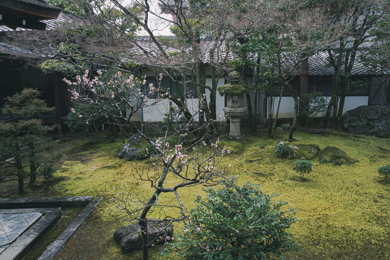 「手入れされた中庭に咲く梅の花（京都 仁和寺）」の写真