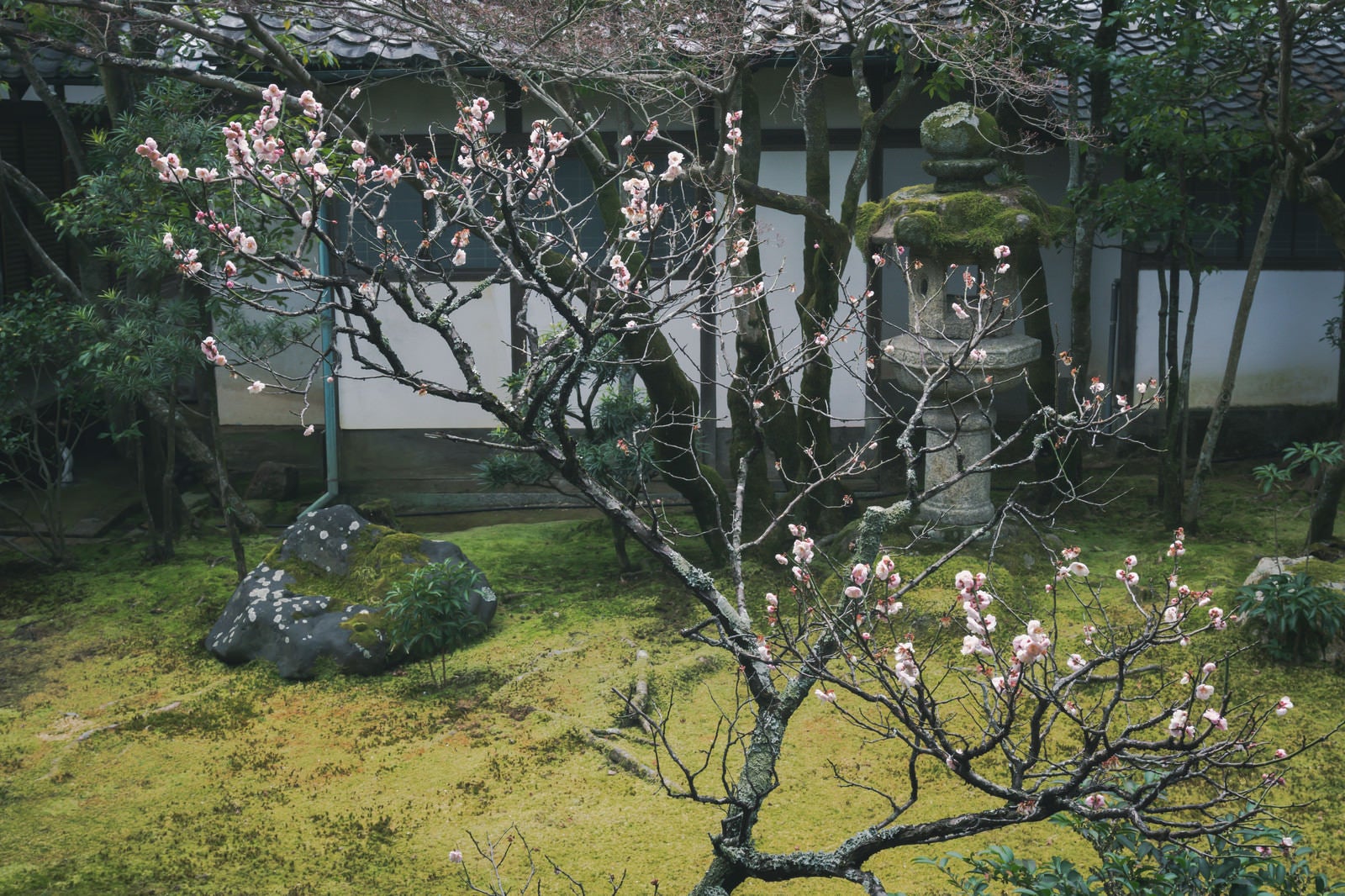 「中庭にひっそり咲く可憐な梅の花（京都 仁和寺）」の写真