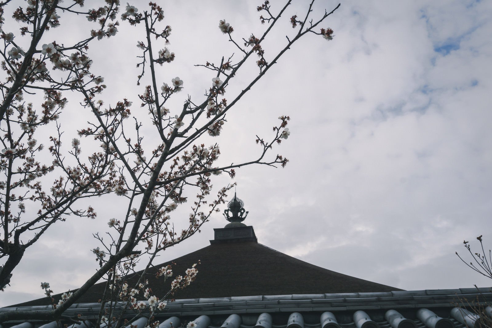 「ちらほら咲きだした桜の向こうに見える宝珠」の写真