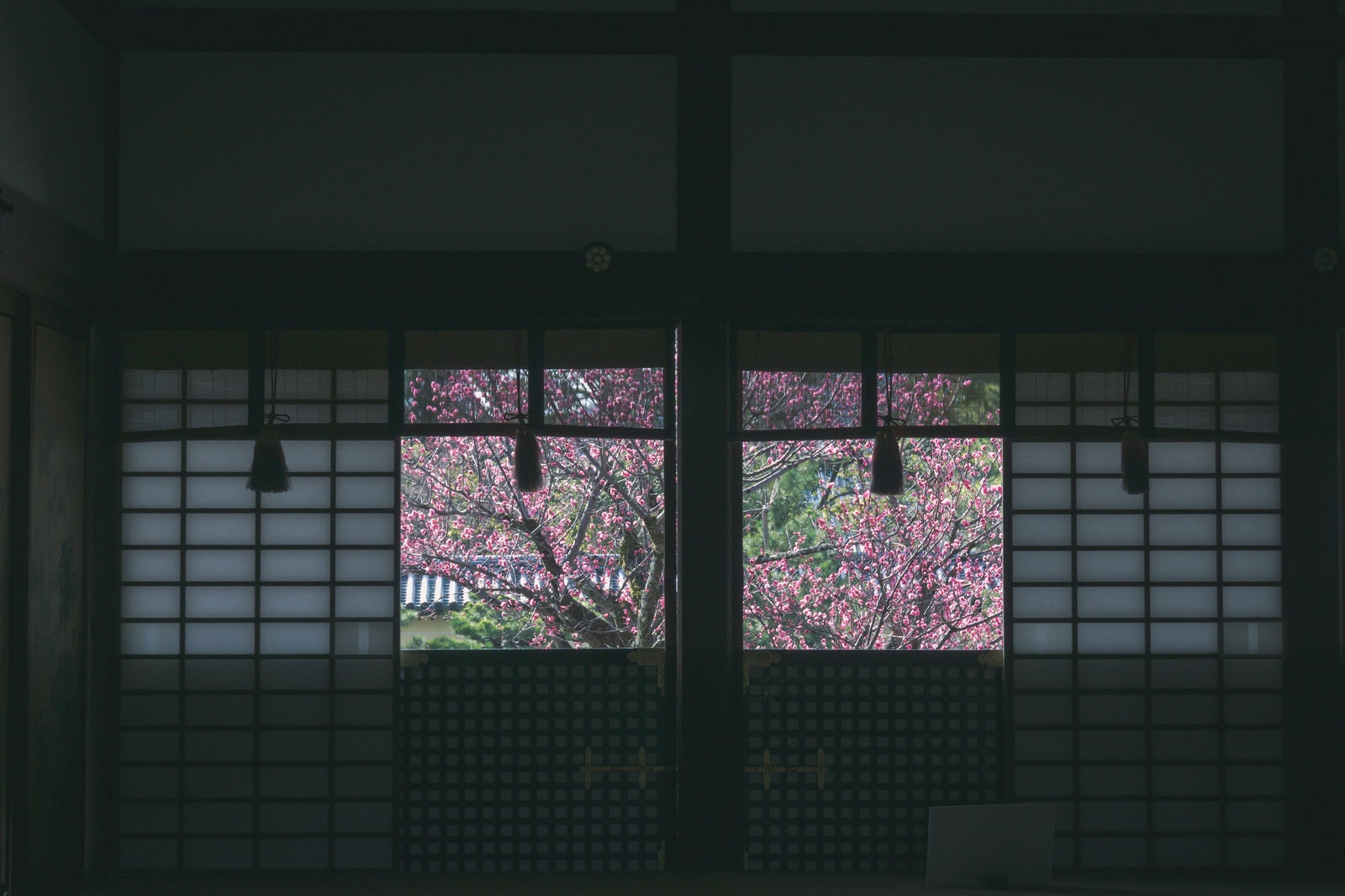「京都 大覚寺窓の向うに見える色鮮やかな左近の梅」の写真
