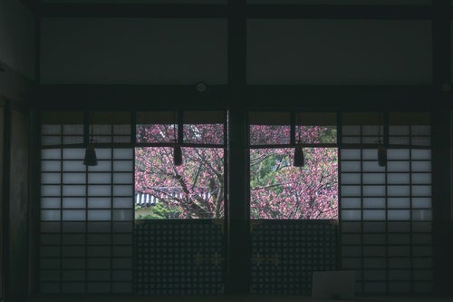 京都 大覚寺窓の向うに見える色鮮やかな左近の梅の写真