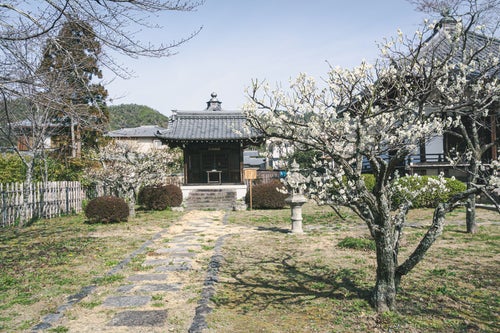 白い花を咲かせた梅の木が迎えてくれる大日堂（京都 大覚寺）の写真