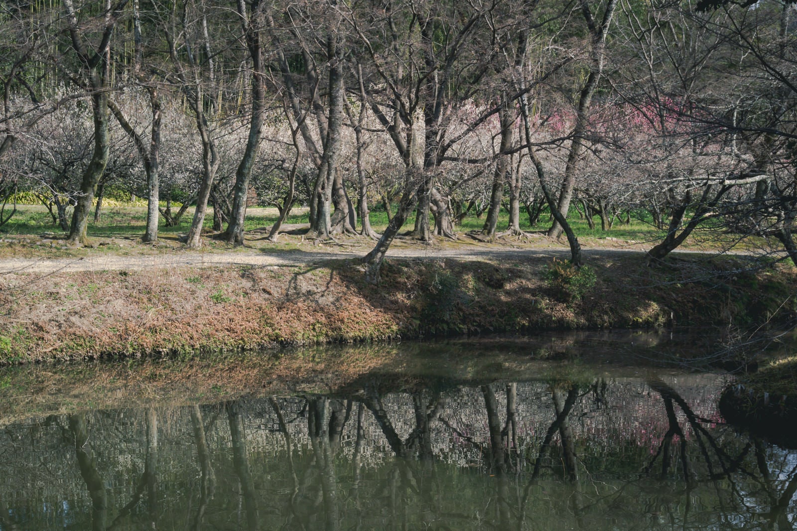 「また芽吹かない紅葉ロードの向うに見える梅林と、それを映す池の水」の写真