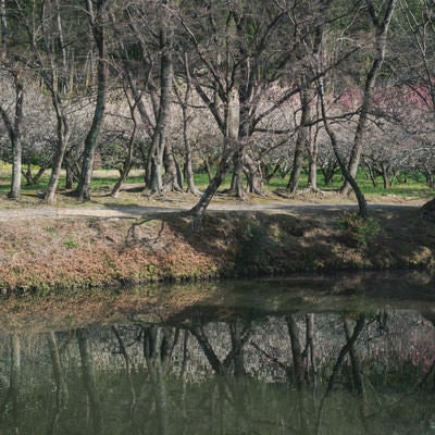 また芽吹かない紅葉ロードの向うに見える梅林と、それを映す池の水の写真