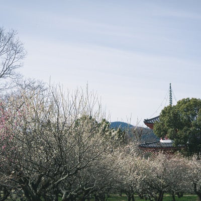 五分咲きの梅林の向うに姿を見せる心経宝塔の写真