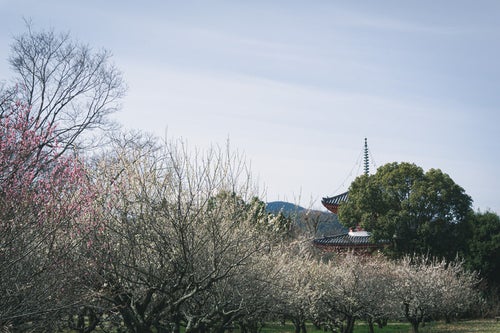 五分咲きの梅林の向うに姿を見せる心経宝塔の写真