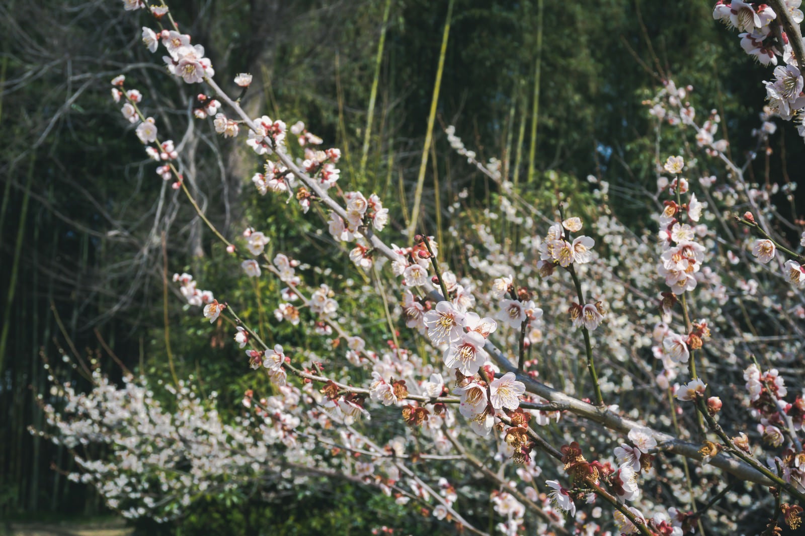 「竹林の前に咲く白い梅の花（京都 大覚寺）」の写真