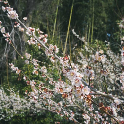 竹林の前に咲く白い梅の花（京都 大覚寺）の写真