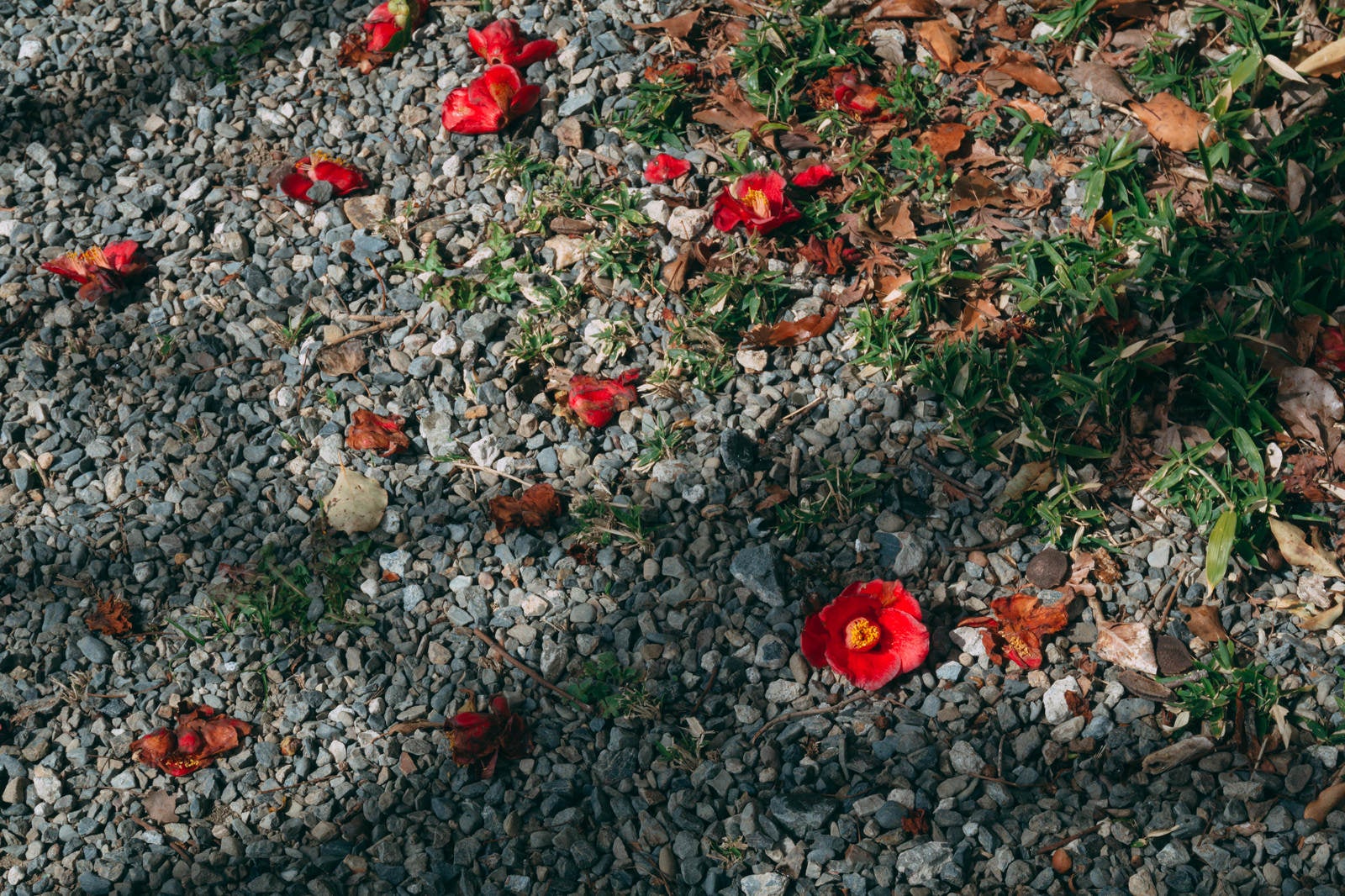 「その姿のまま散り落ちた椿の花」の写真