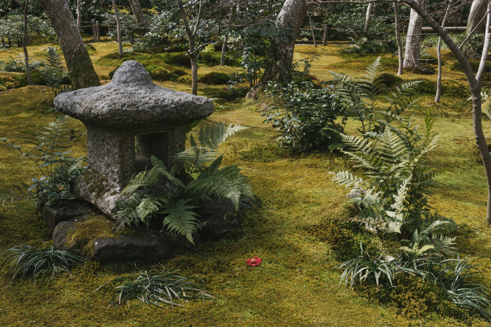 「美しい苔庭の石灯籠と一輪の落ちた椿（京都 祇王寺）」の写真