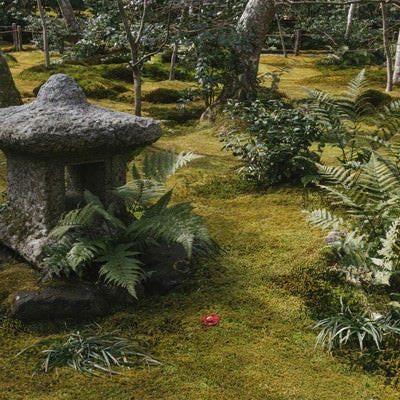美しい苔庭の石灯籠と一輪の落ちた椿（京都 祇王寺）の写真