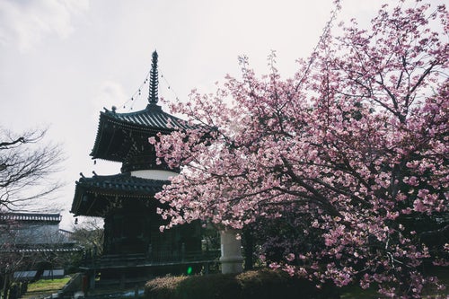 逆光の中に姿を見せる清凉寺の多宝塔と満開の河津桜の写真
