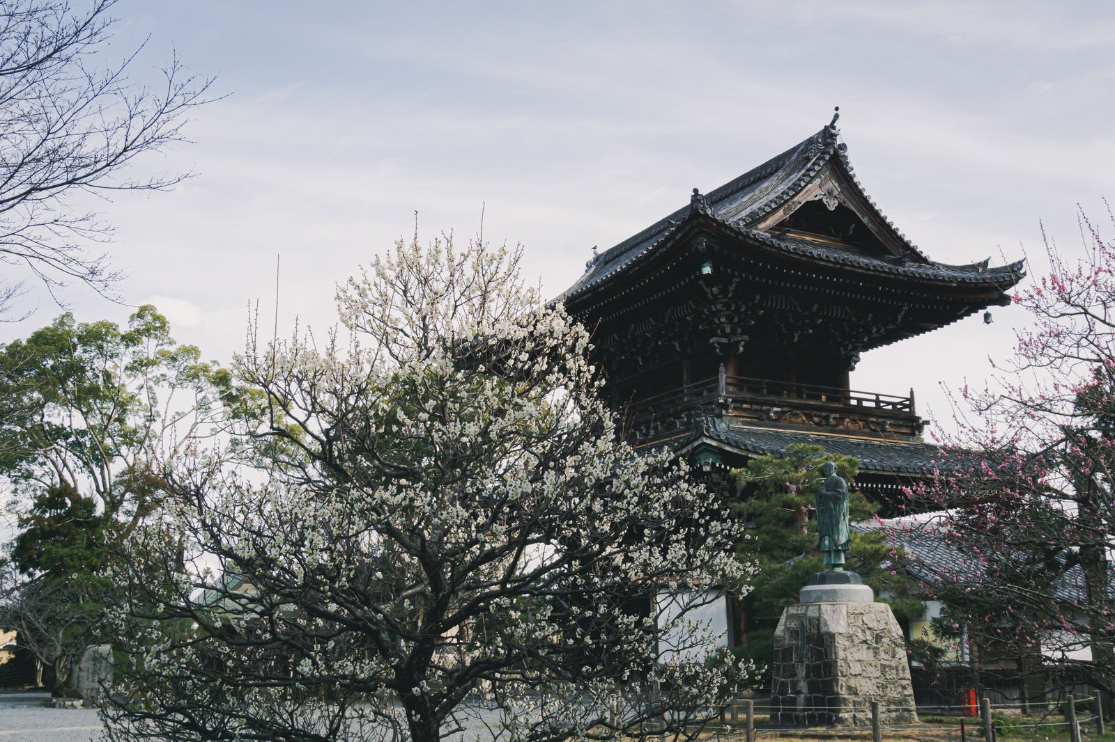 「多宝塔前の白梅越しに見える仁王門や法然上人像（京都 清凉寺）」の写真